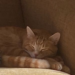 Meet your Posher, Josh